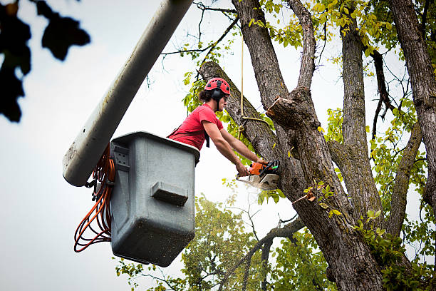 Best Arborist Consultation Services  in Wylie, TX